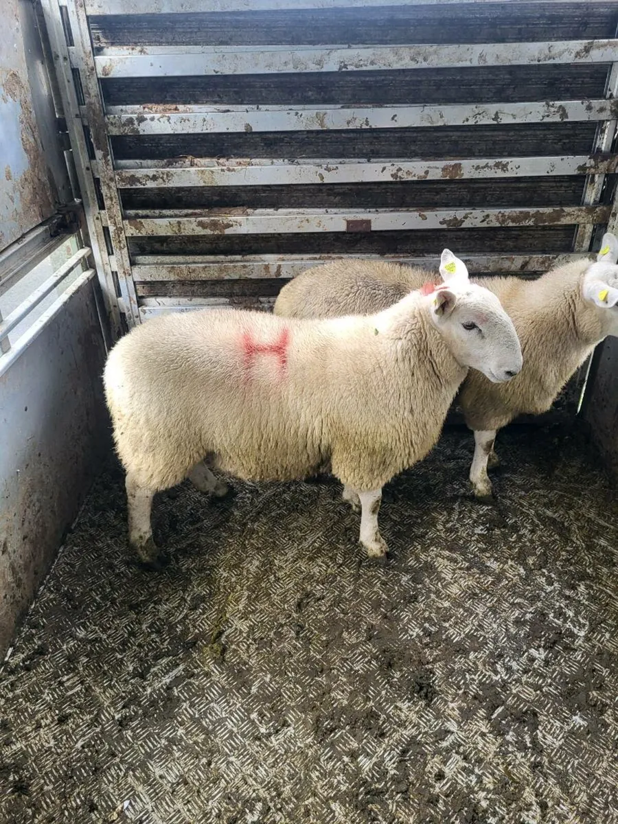 Cheviot Ram Lambs - Image 1