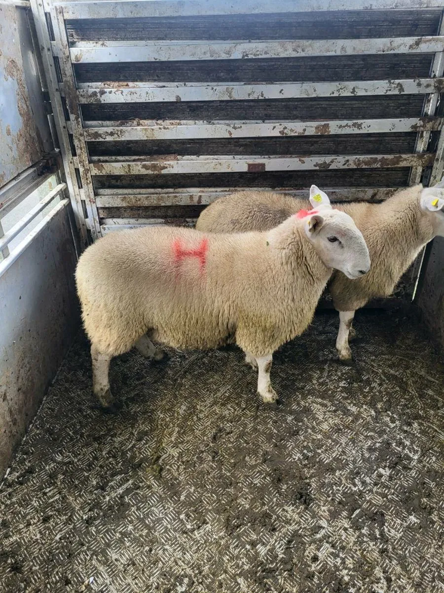 Cheviot Ram Lambs - Image 2