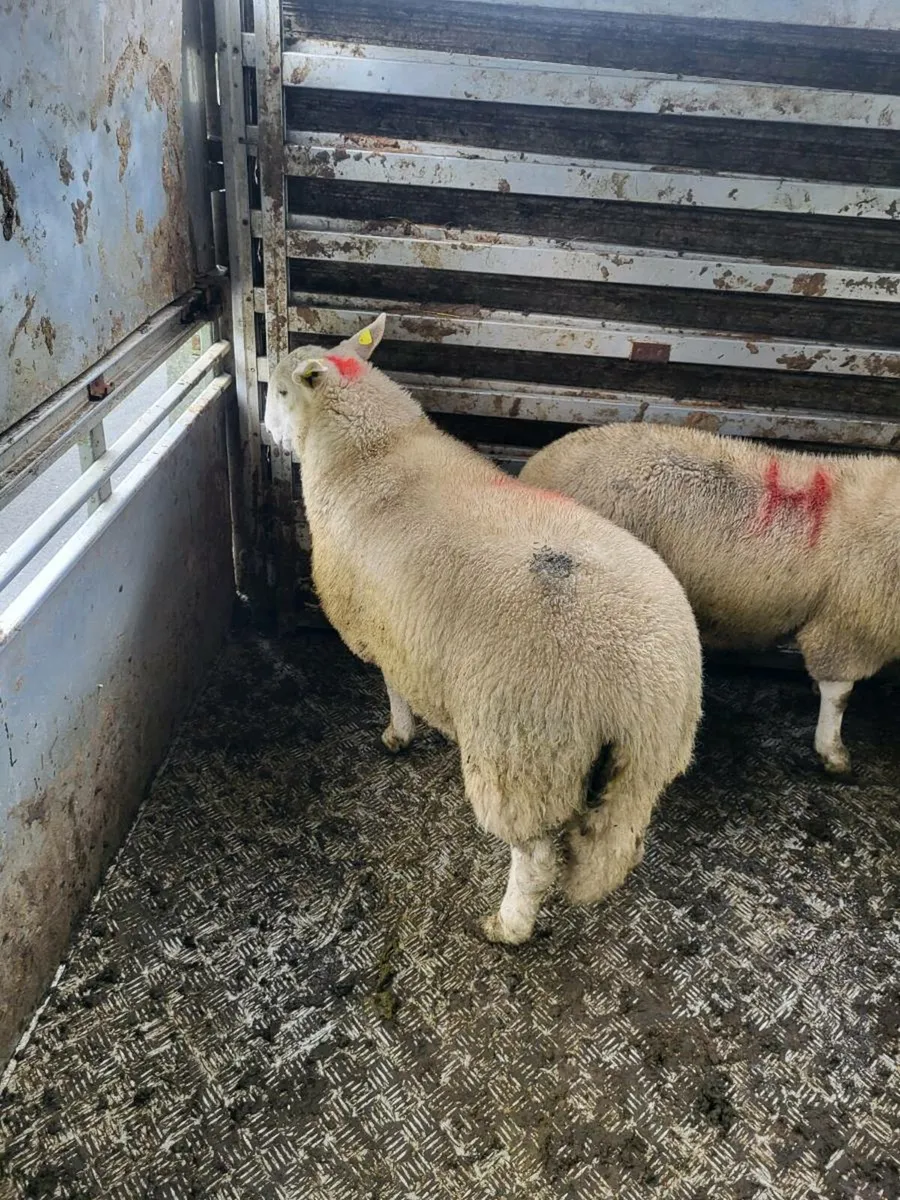 Cheviot Ram Lambs - Image 3
