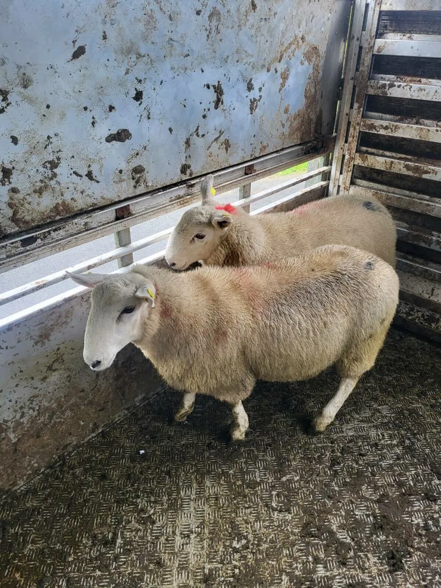 Cheviot Ram Lambs - Image 4