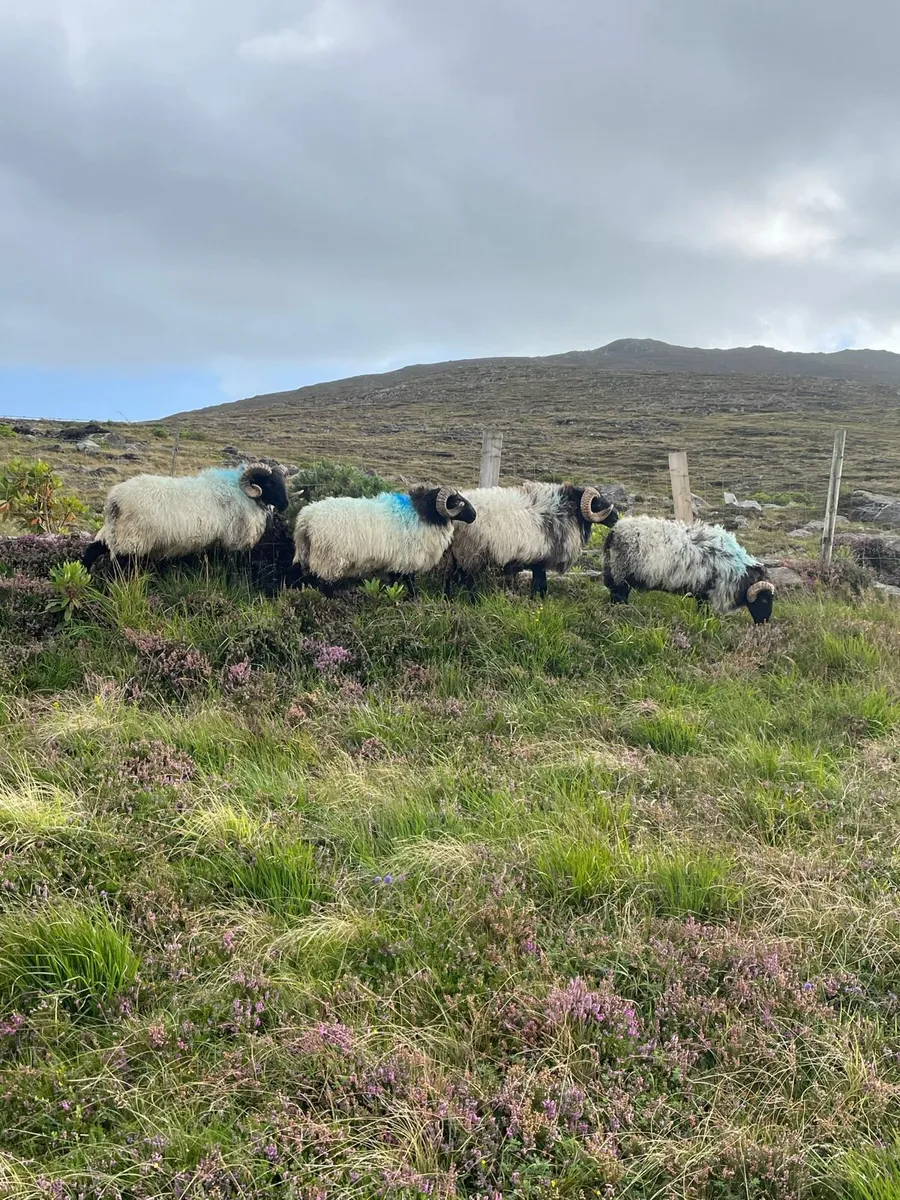 HOGGET RAMS - Image 4