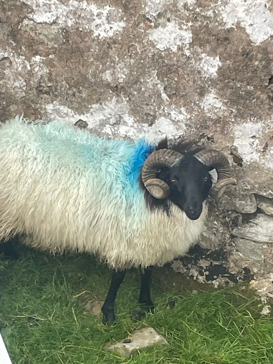 HOGGET RAMS - Image 3