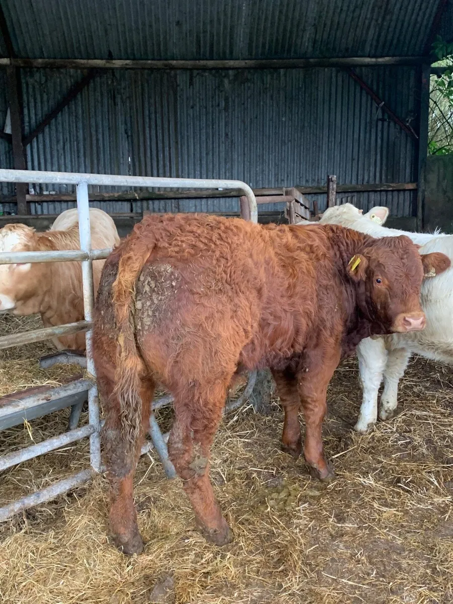 2 Super Quality LMX and CHX bullocks for sale - Image 1