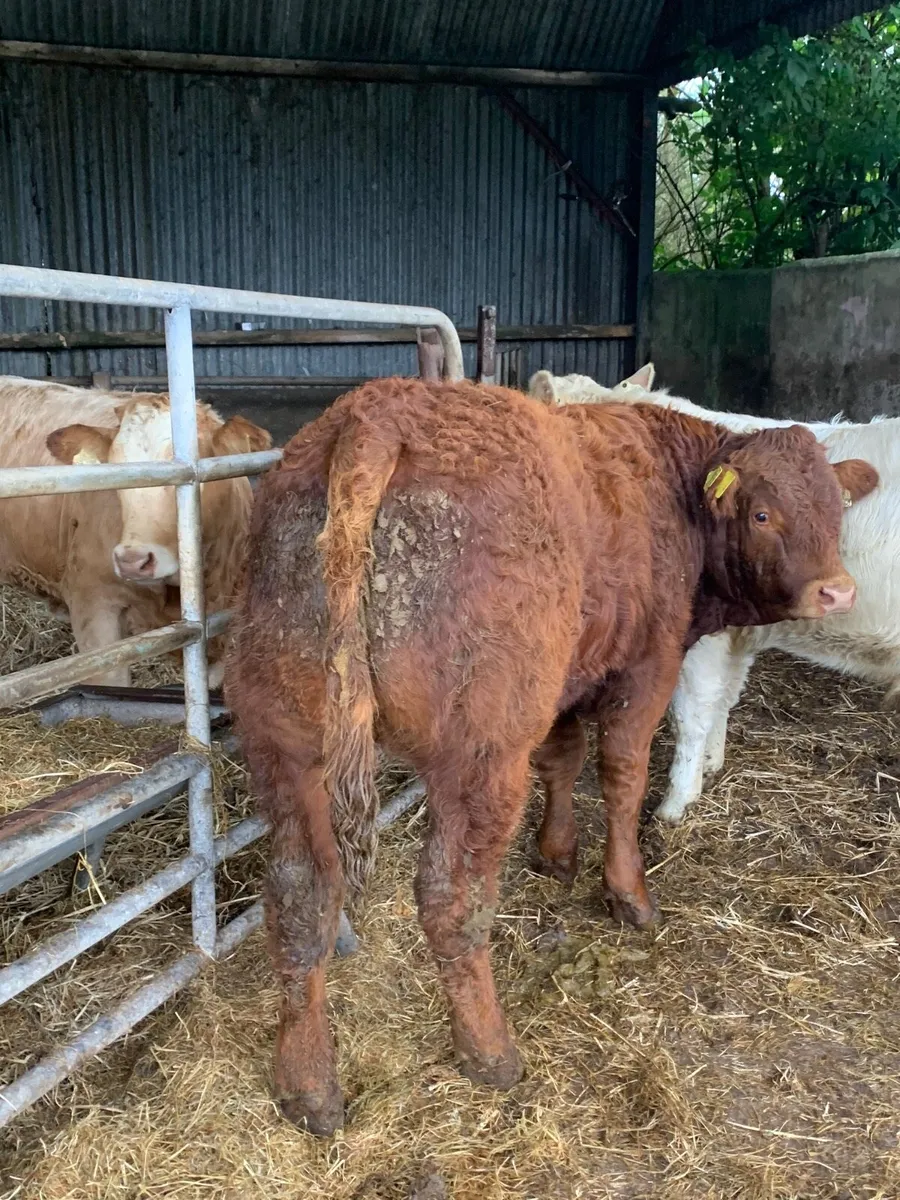 2 Super Quality LMX and CHX bullocks for sale - Image 4