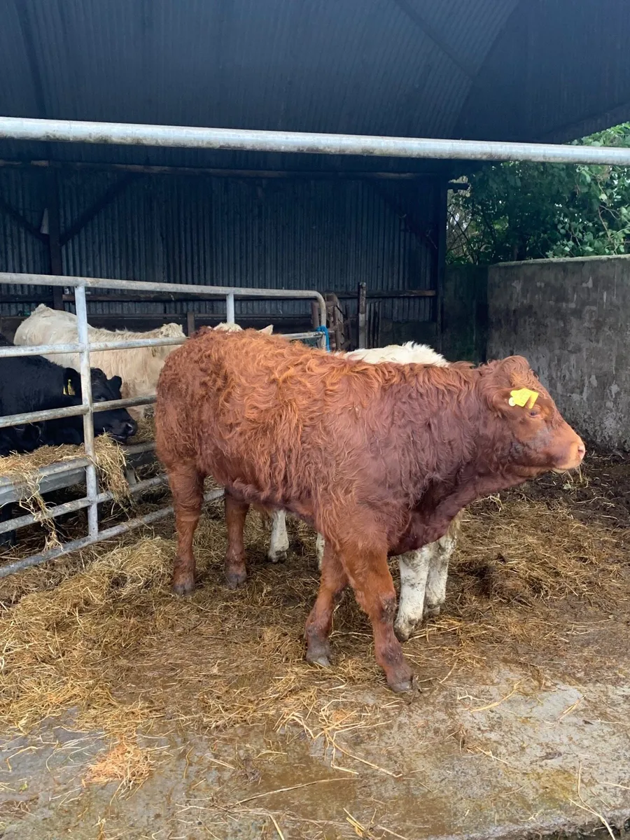 2 Super Quality LMX and CHX bullocks for sale - Image 3
