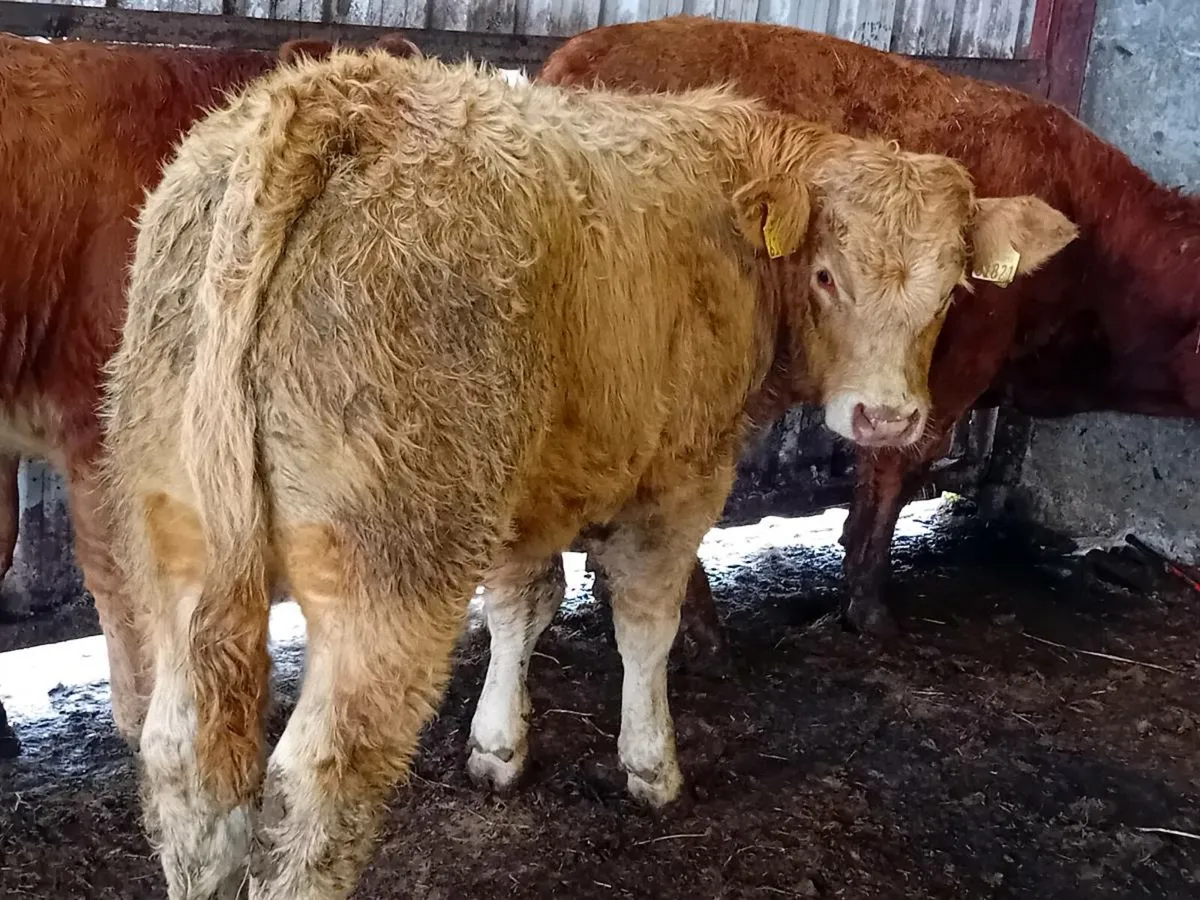 5 Smashing Bull Weanlings - Image 1