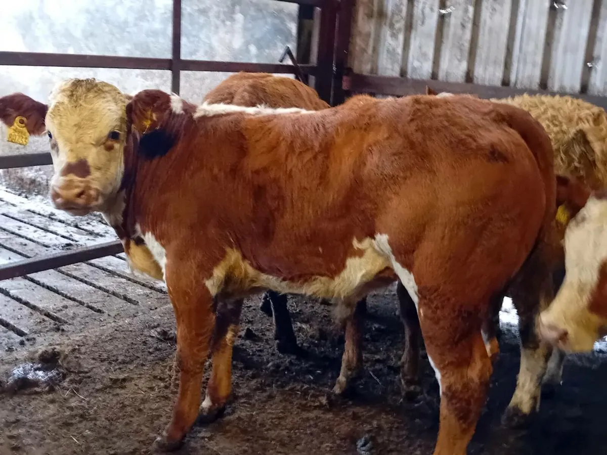 5 Smashing Bull Weanlings - Image 3
