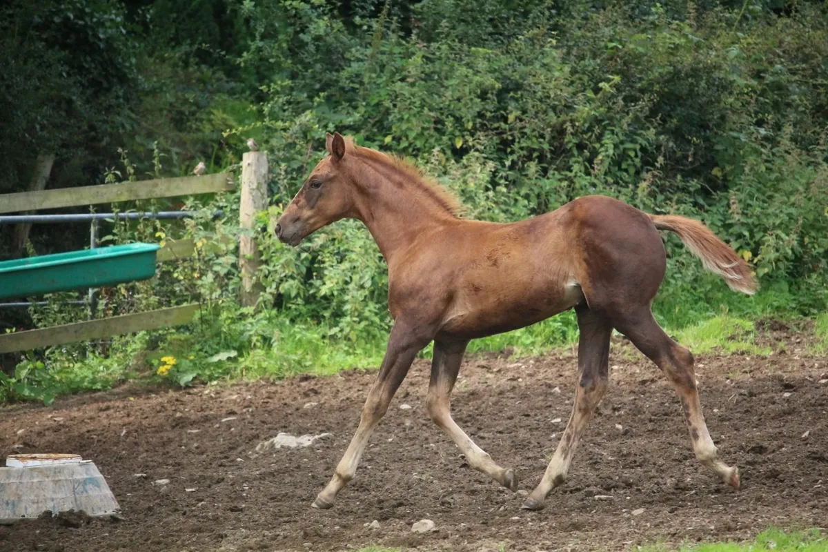 foal - Image 2