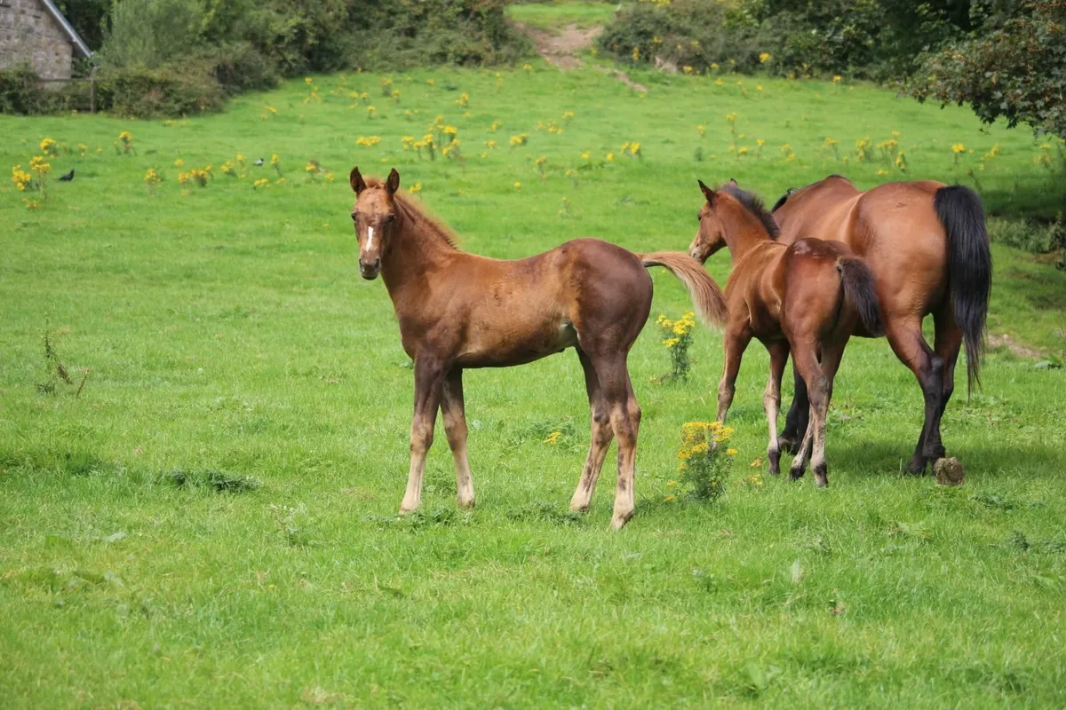foal - Image 3