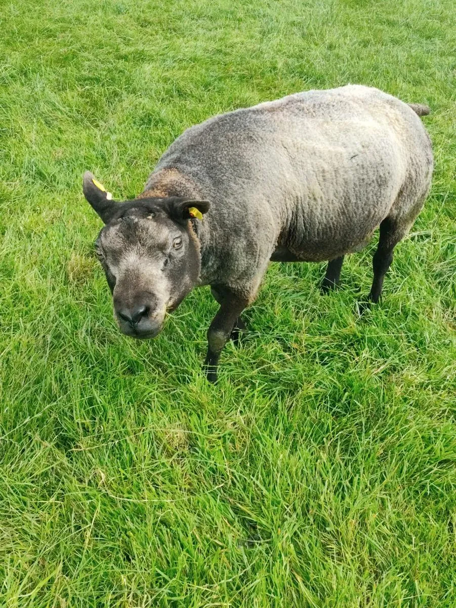 Blue Texel - Pedigree - Image 1