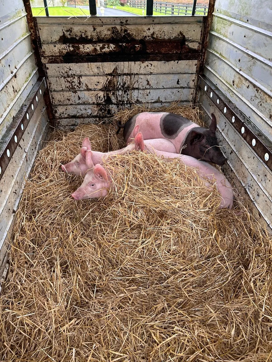 Pigs - Image 1