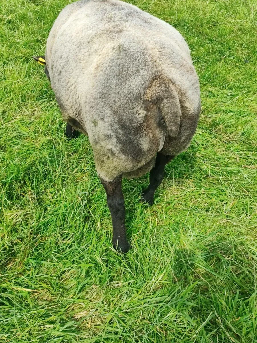 Blue Texel - Pedigree - Image 2