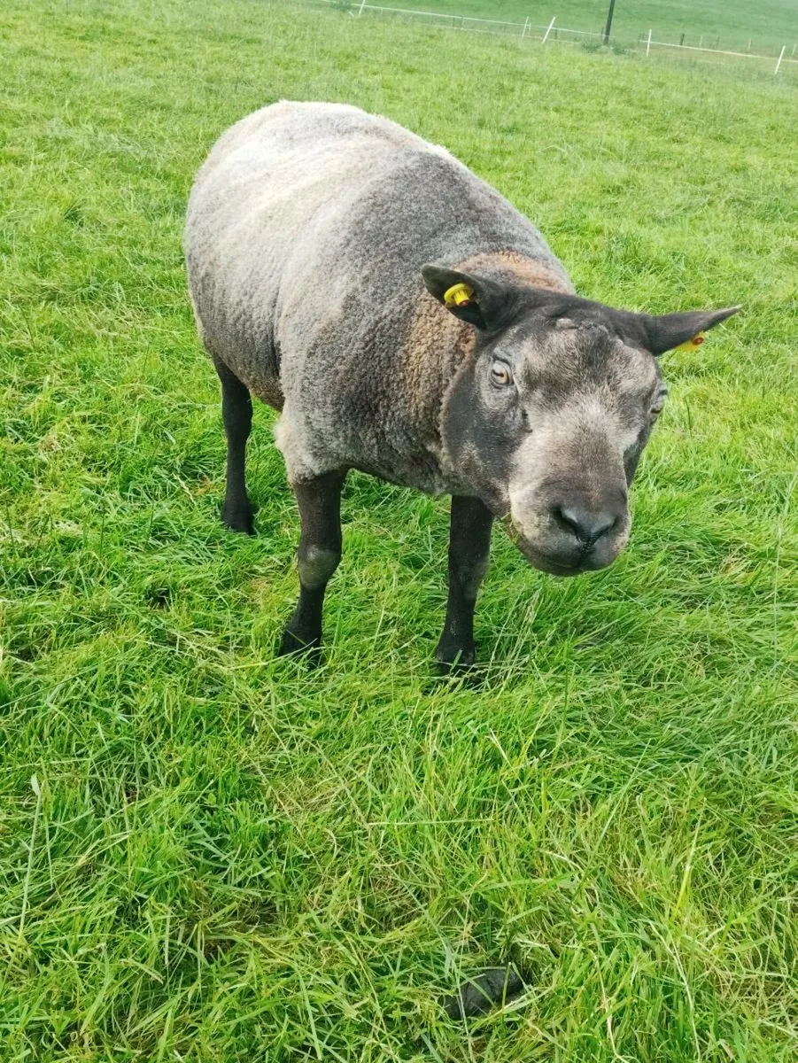 Blue Texel - Pedigree - Image 4