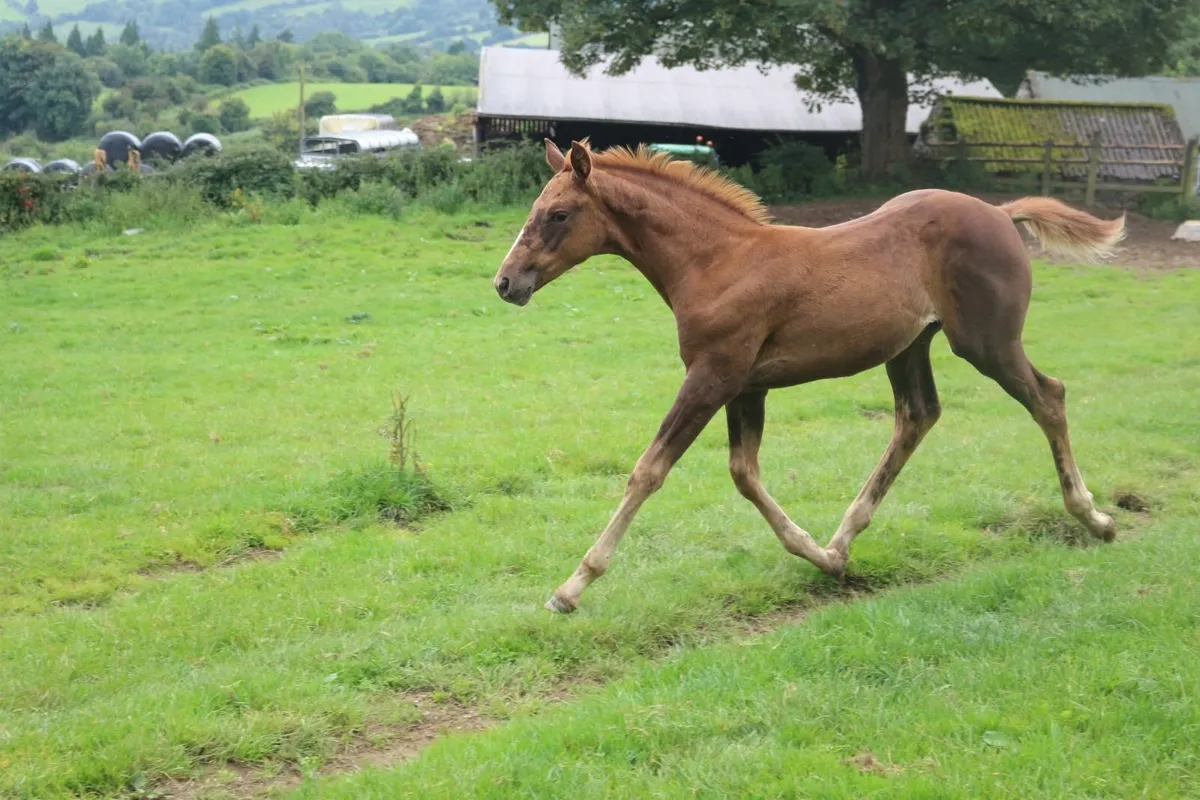 foal - Image 4