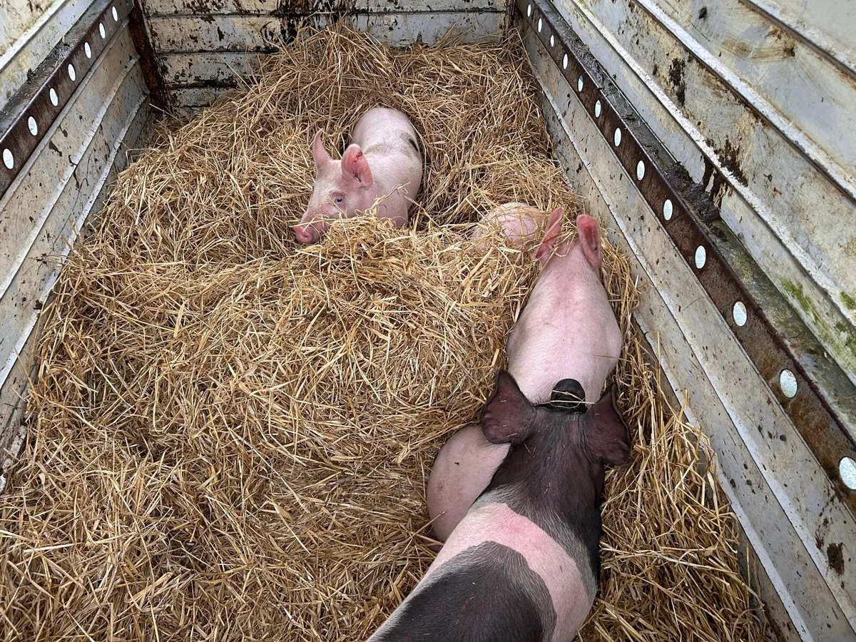 Pigs - Image 2