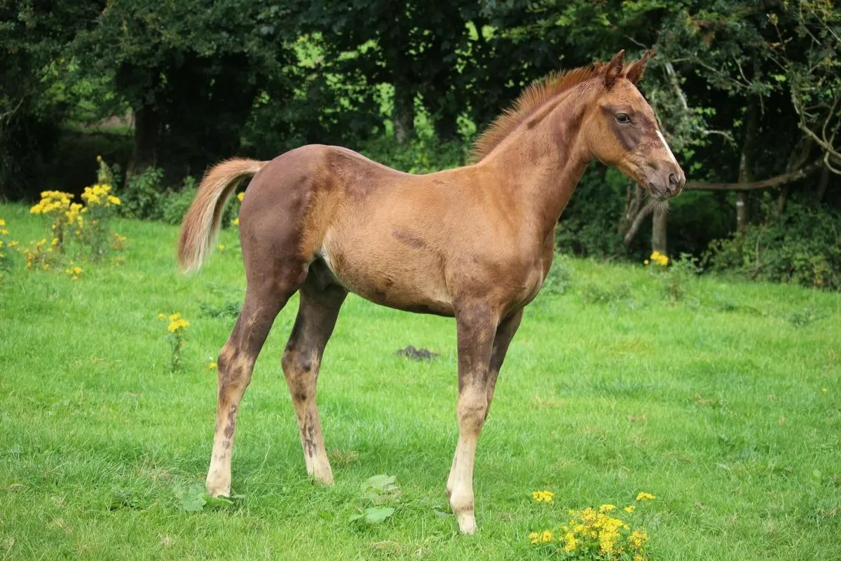 foal - Image 1
