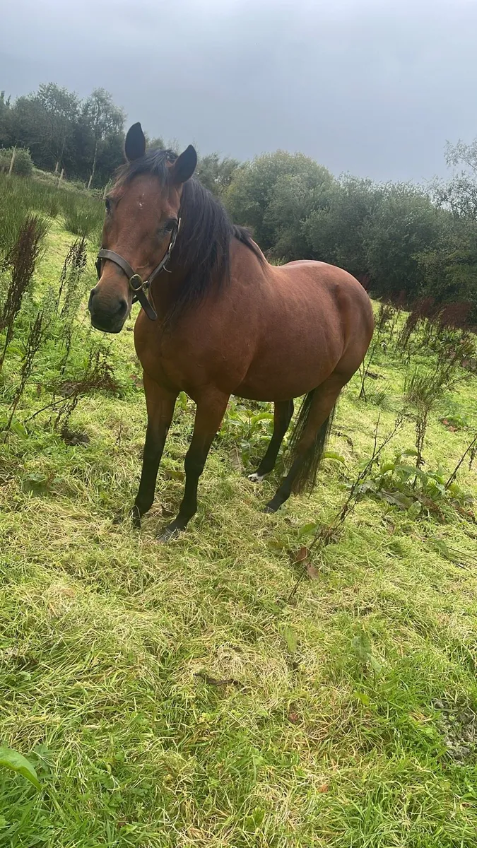 Bay mare for sale - Image 1