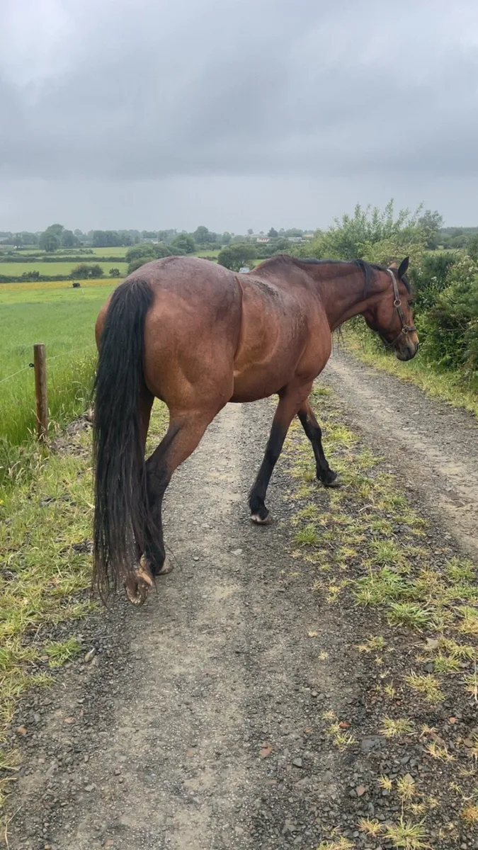 Bay mare for sale - Image 3