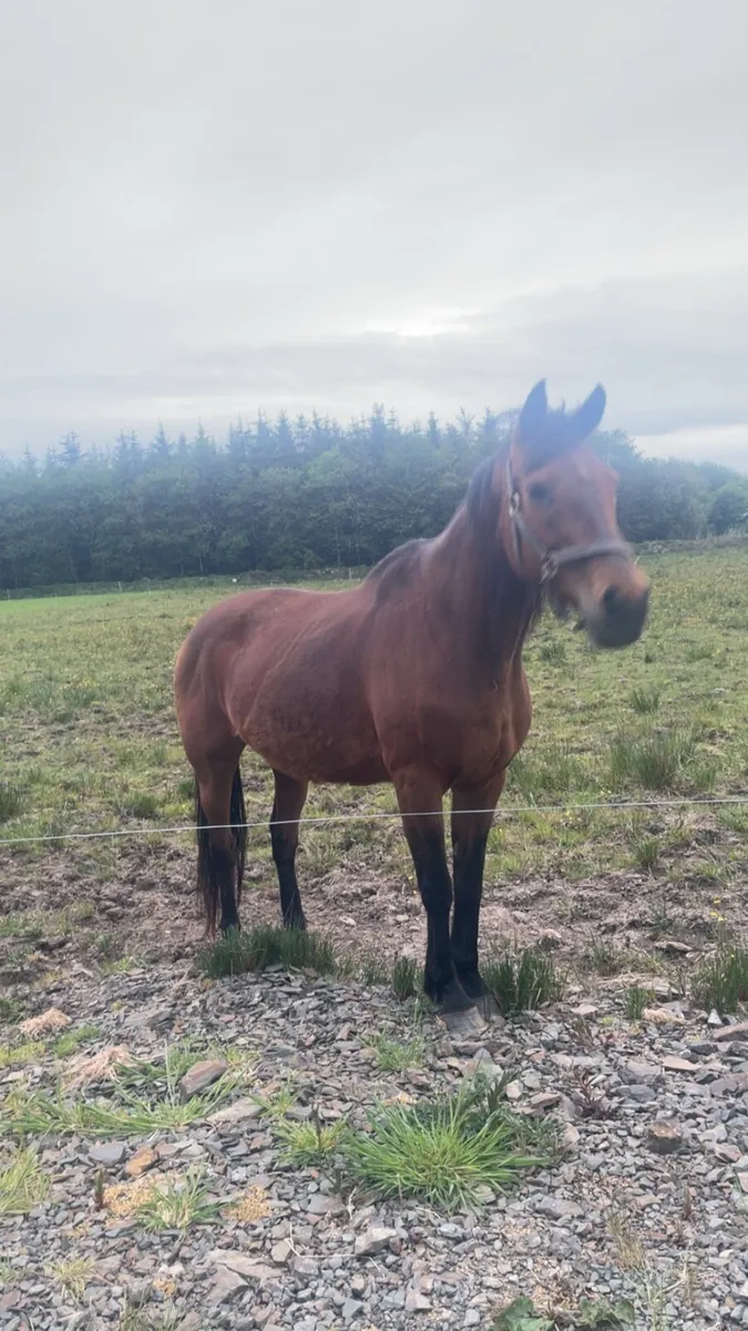 Bay mare for sale - Image 4