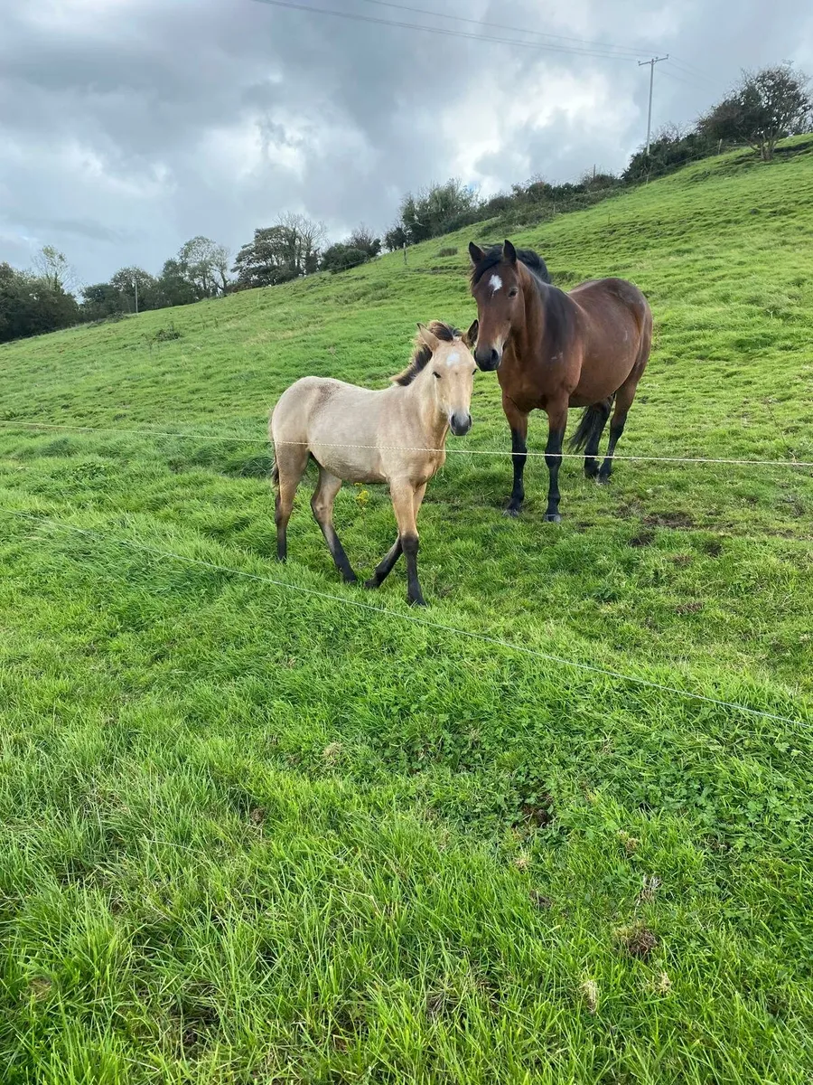 Connemara Colt Foal - Image 1
