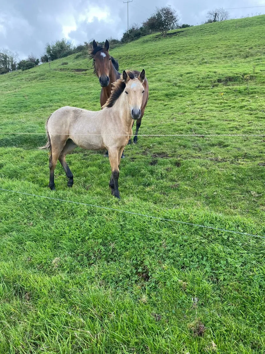 Connemara Colt Foal - Image 2
