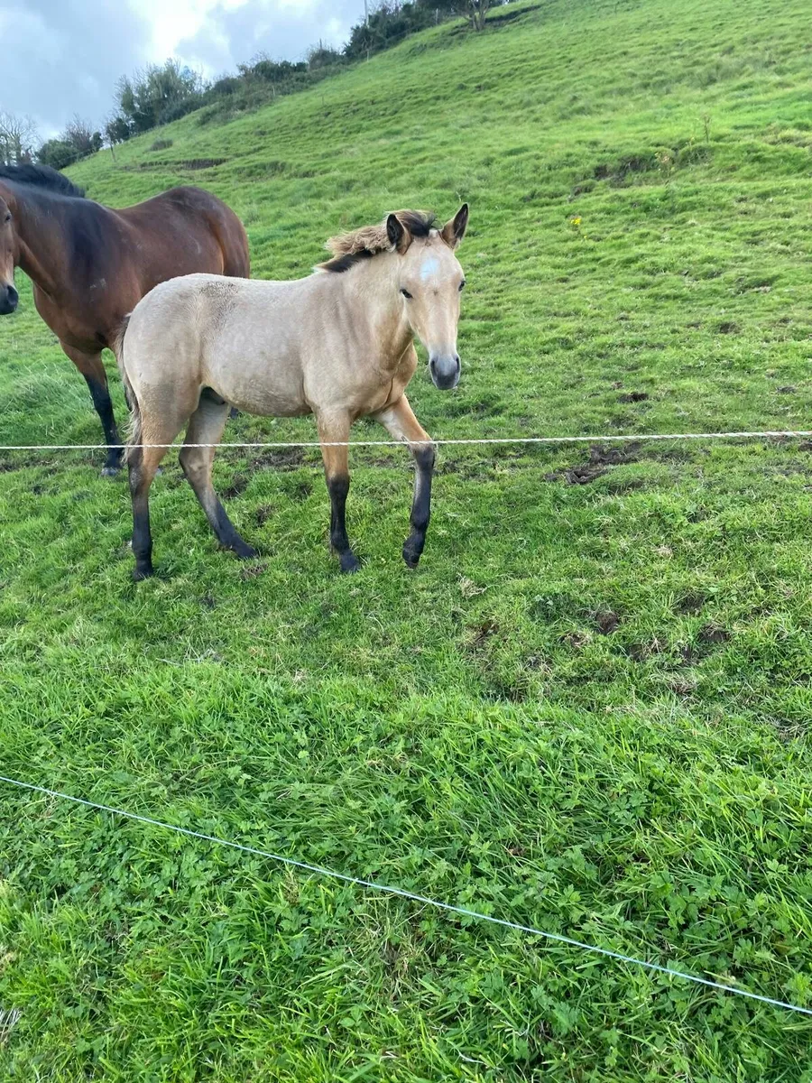Connemara Colt Foal - Image 3