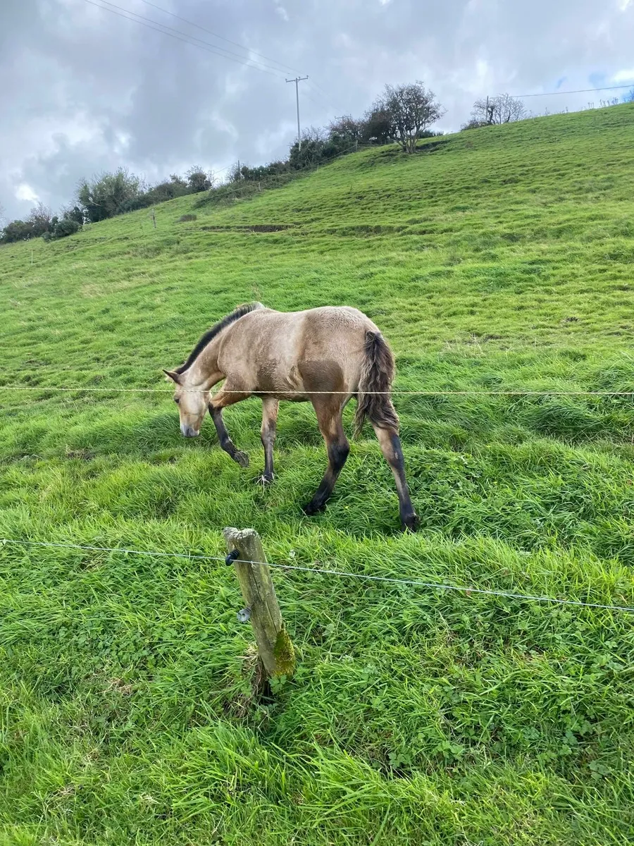 Connemara Colt Foal - Image 4