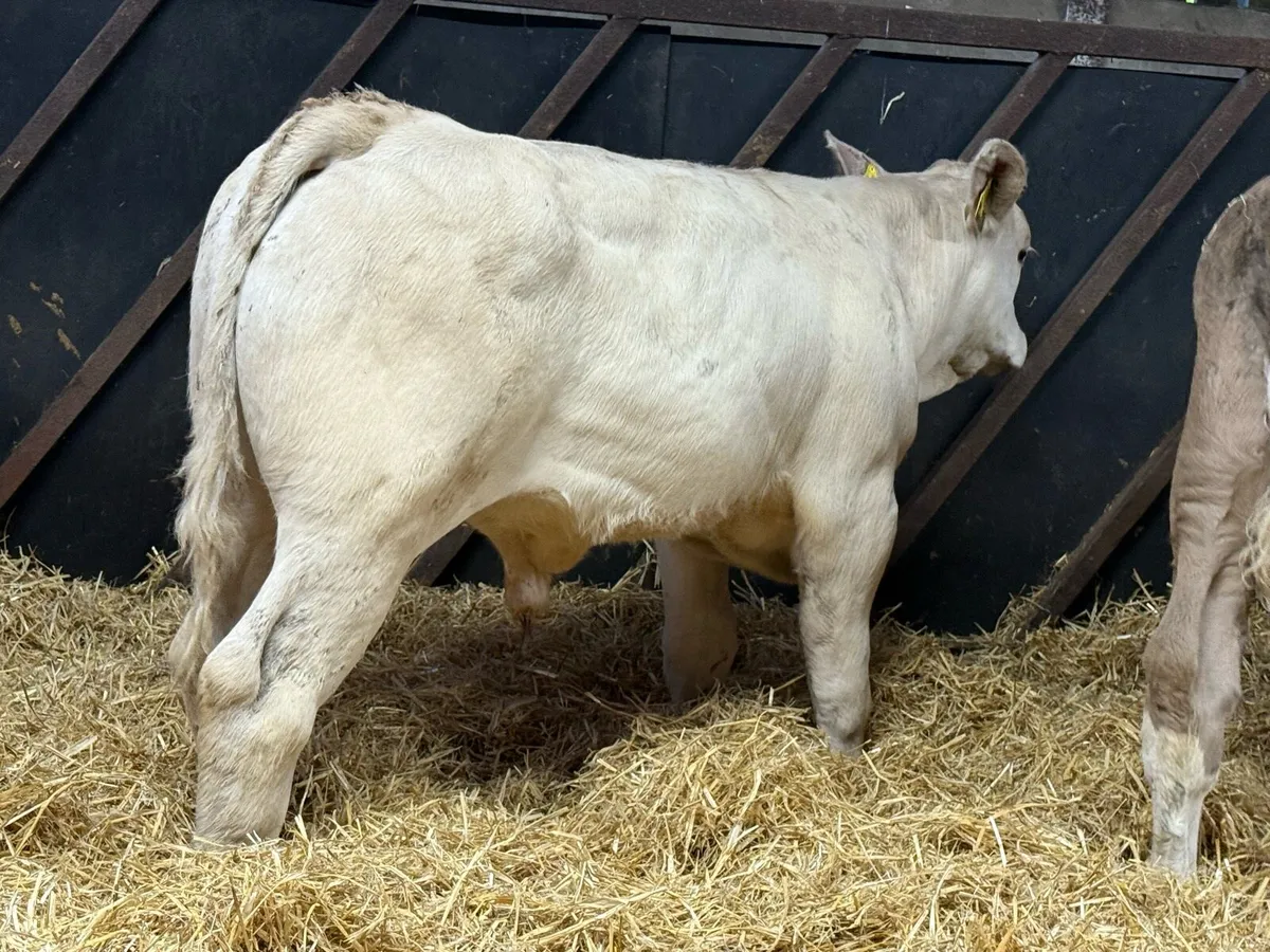 Charolais Bulls - Image 1