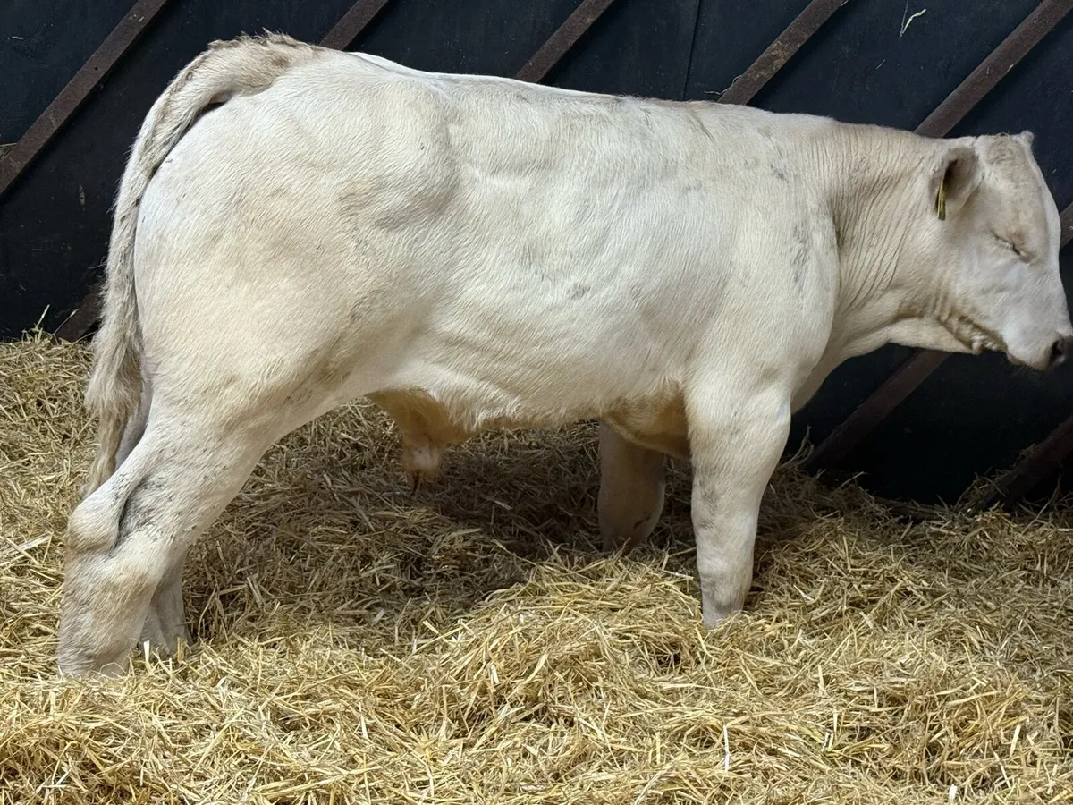 Charolais Bulls - Image 2