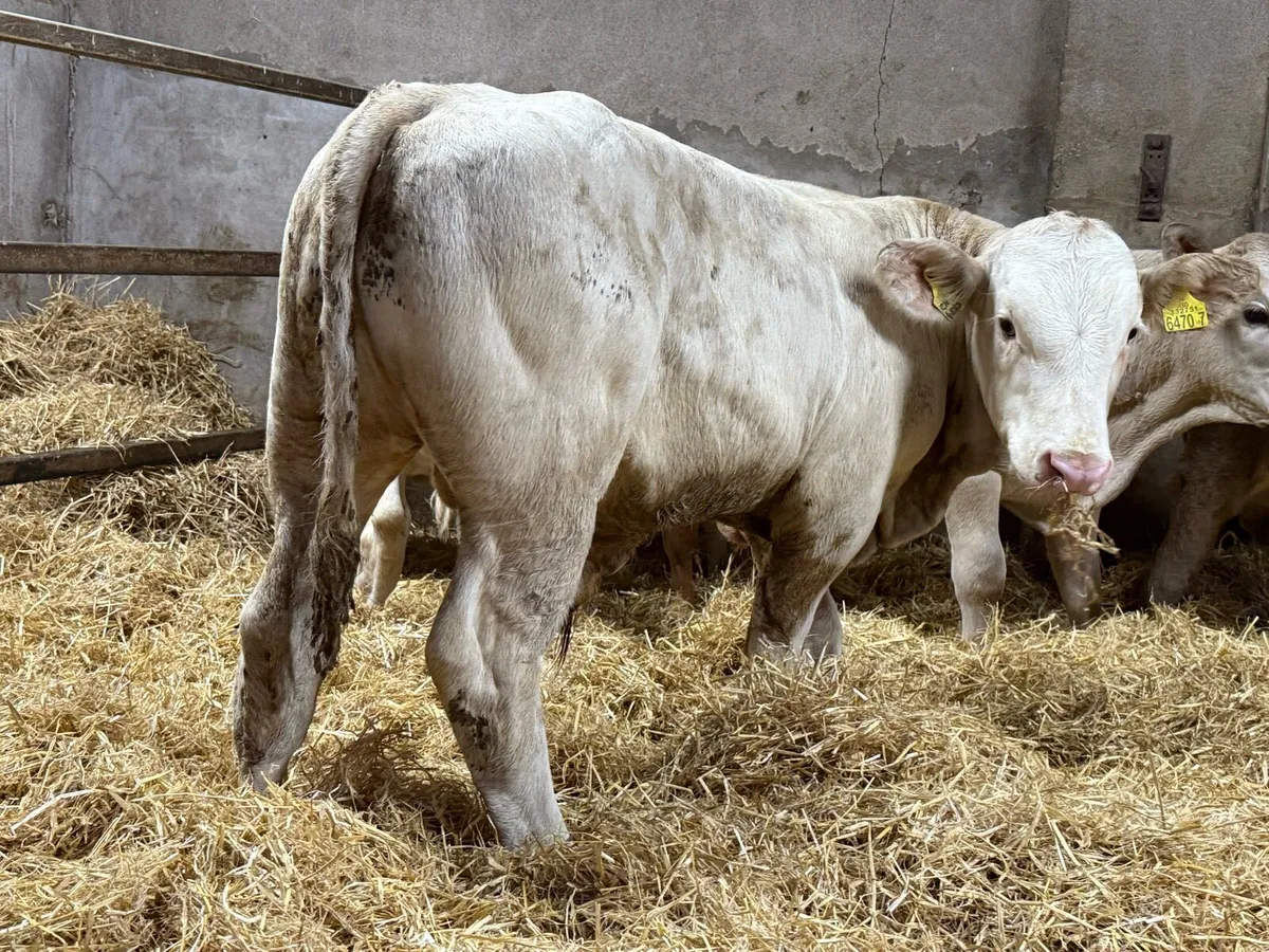 Charolais Bulls - Image 4