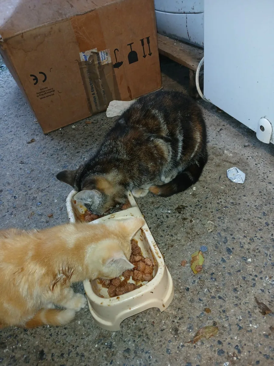 Kittens