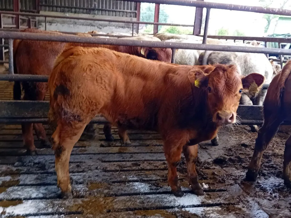 9 Smashing Bull Weanlings - Image 1