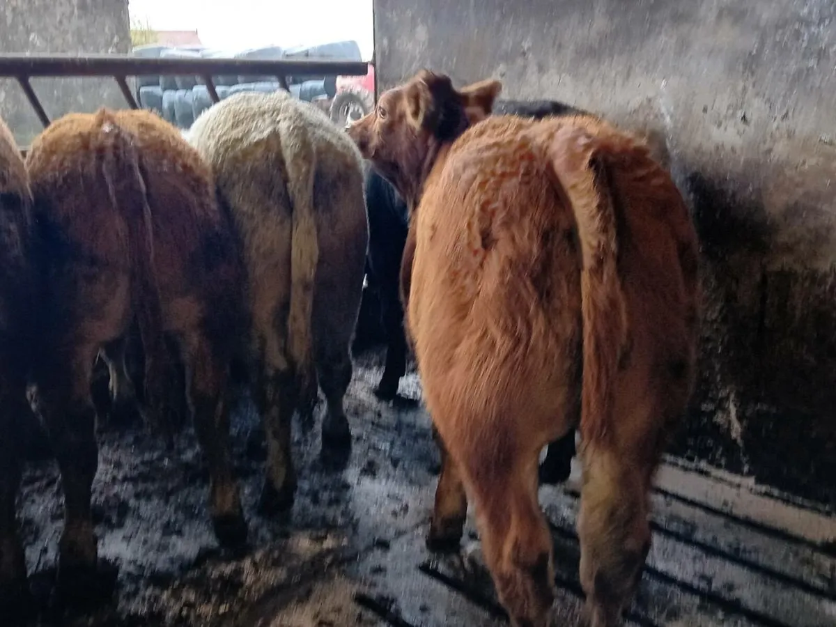 9 Smashing Bull Weanlings - Image 2
