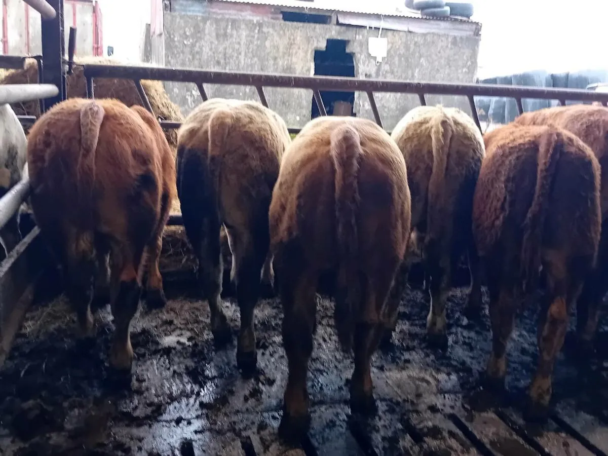 9 Smashing Bull Weanlings - Image 3