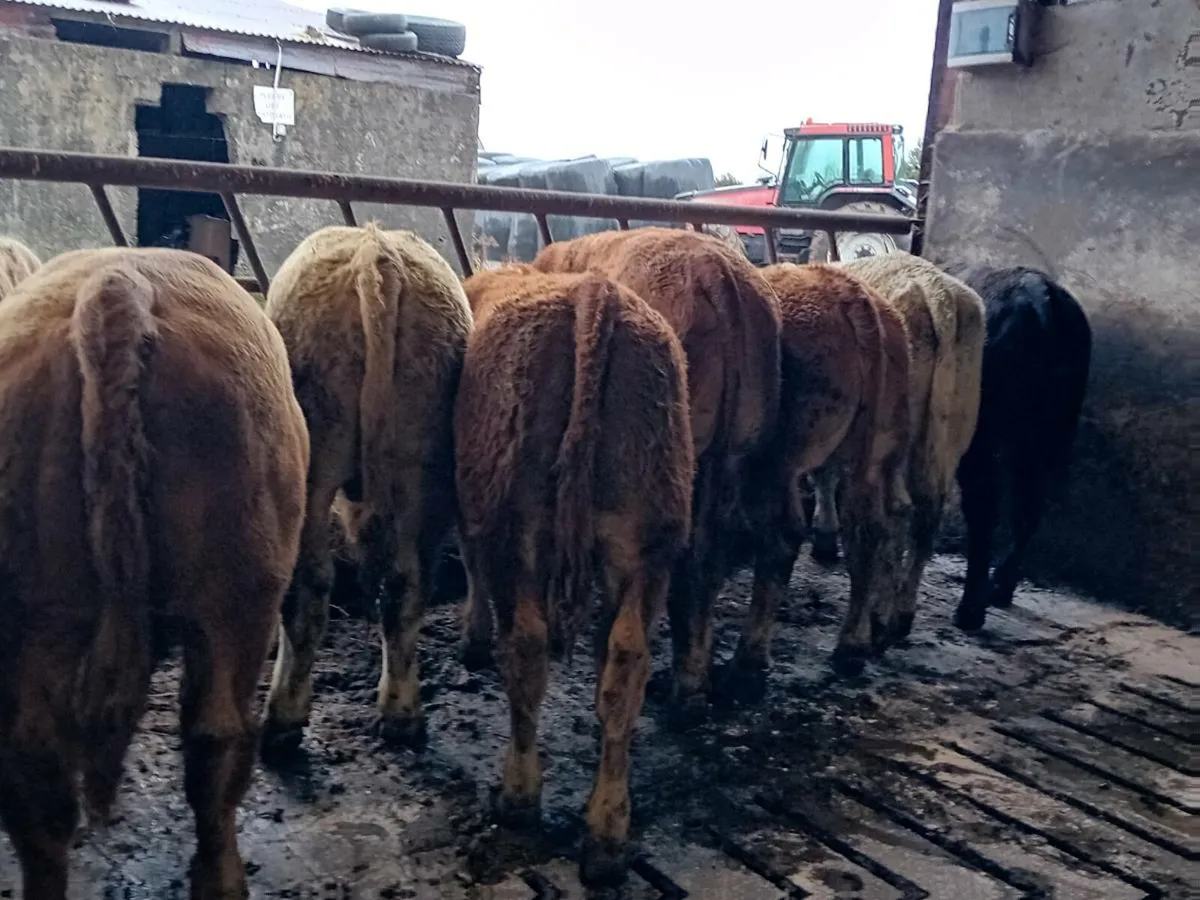 9 Smashing Bull Weanlings - Image 4