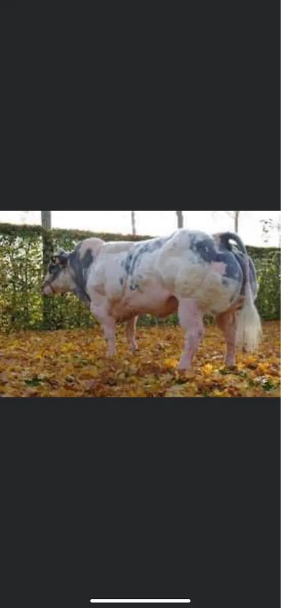 Weanling bull - Image 4