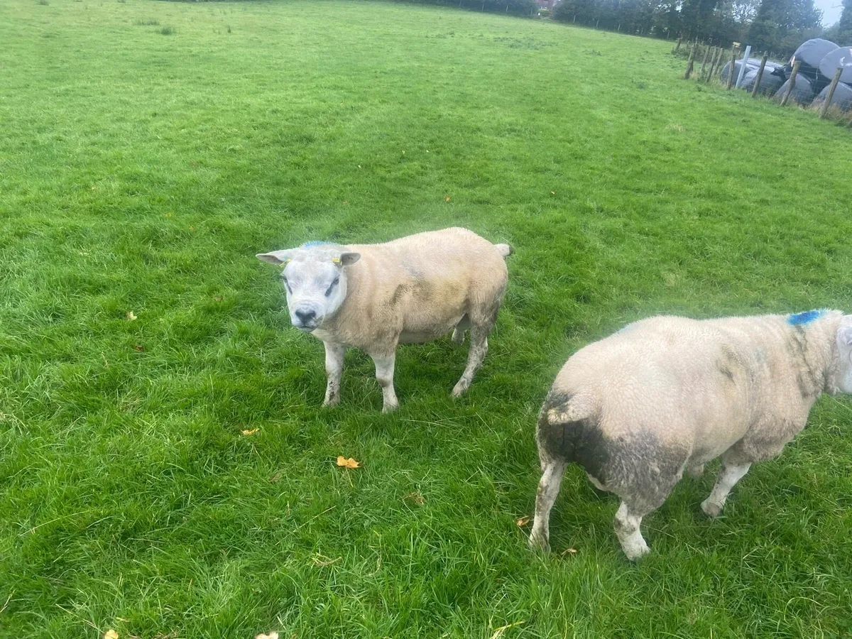 Texel rams - Image 2