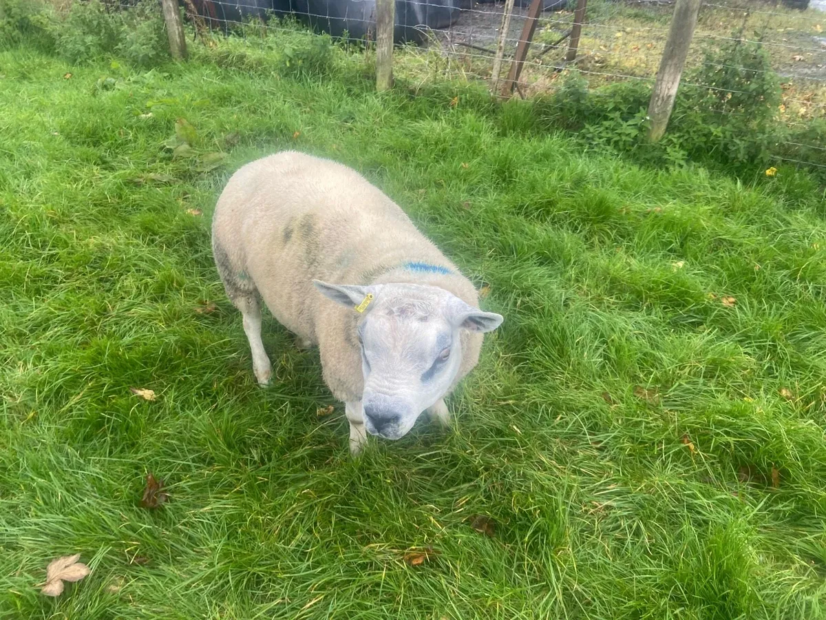Texel rams - Image 3