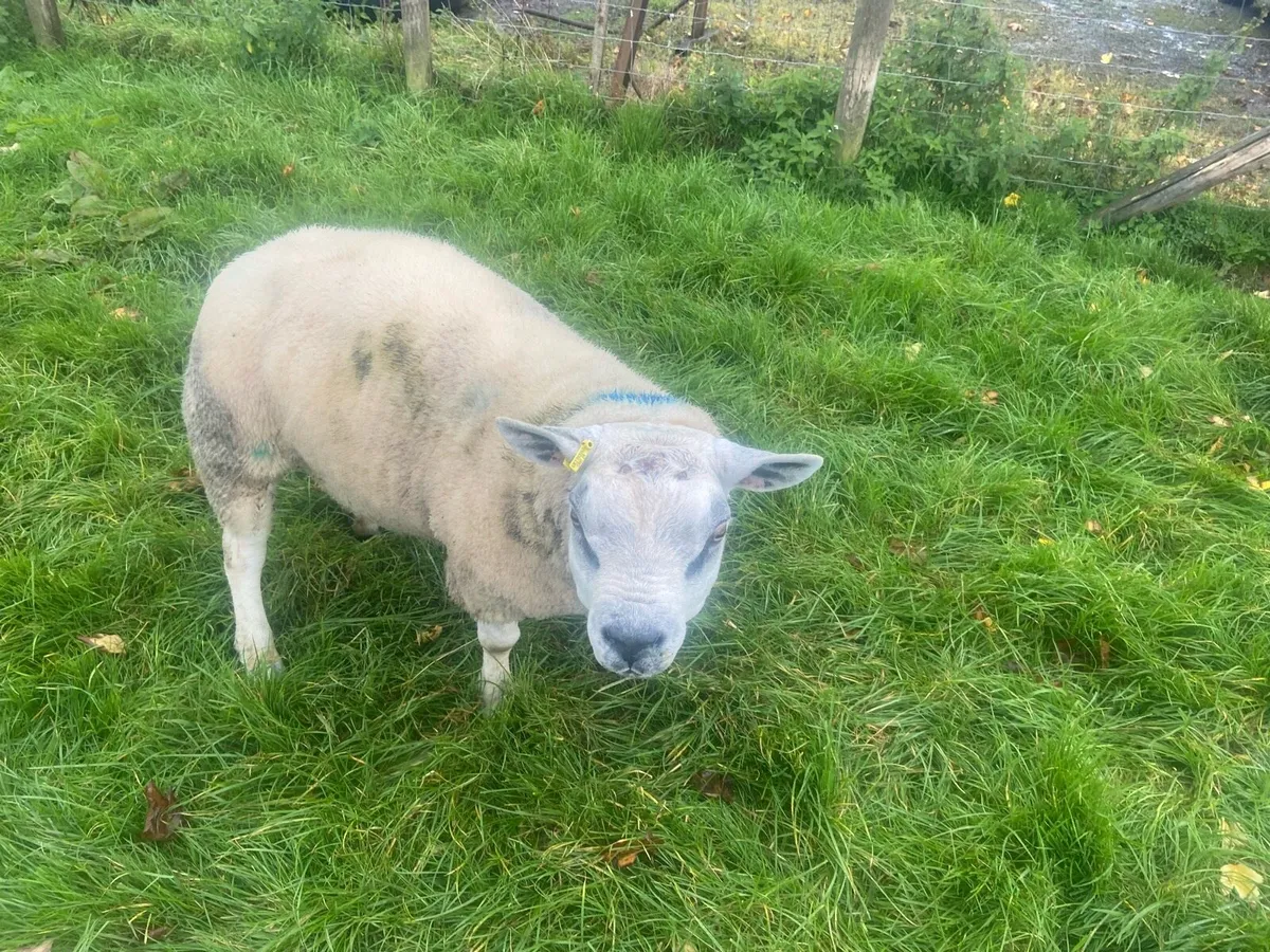 Texel rams - Image 4