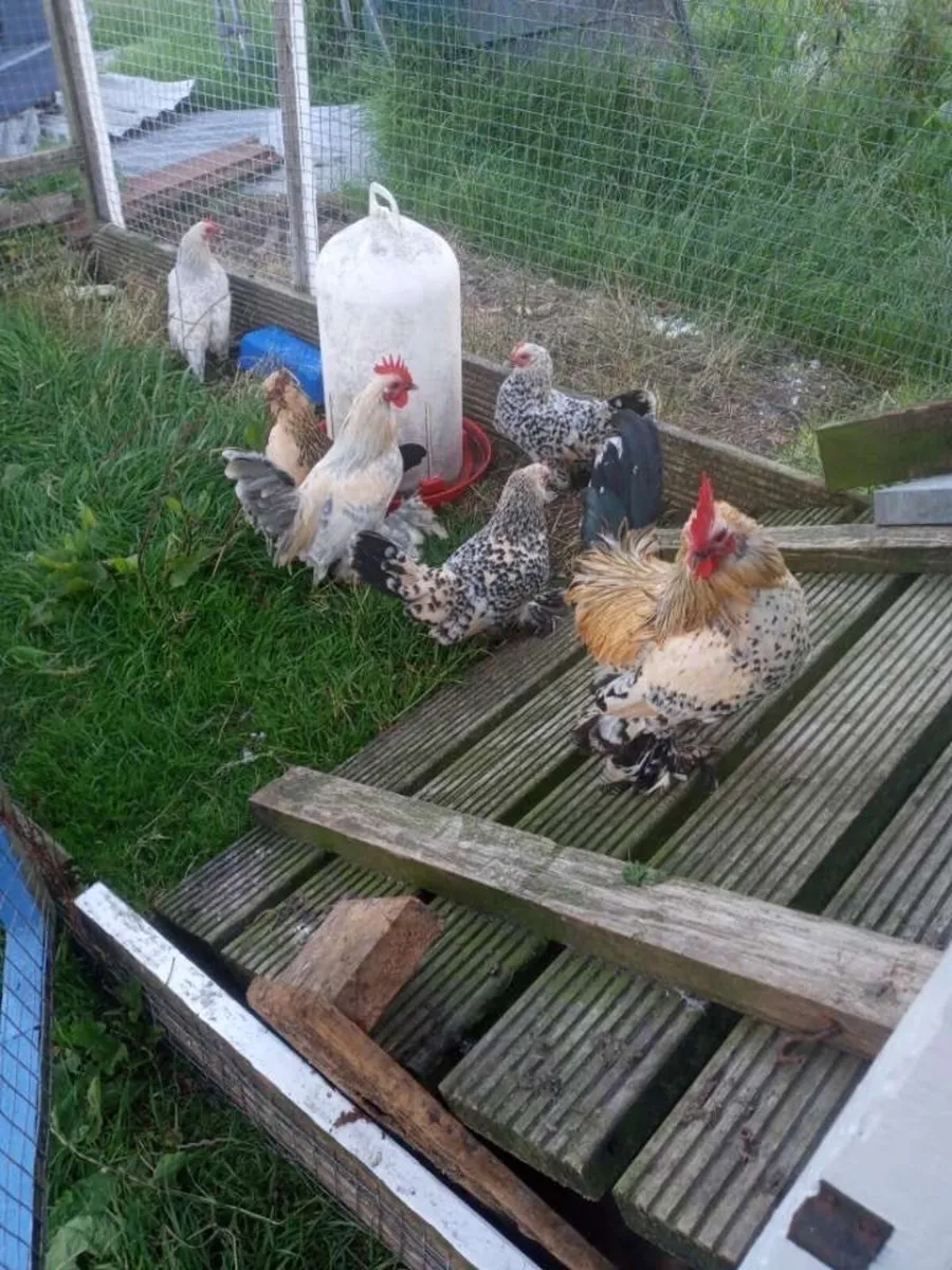 Ducks, bantam, turkeys - Image 1