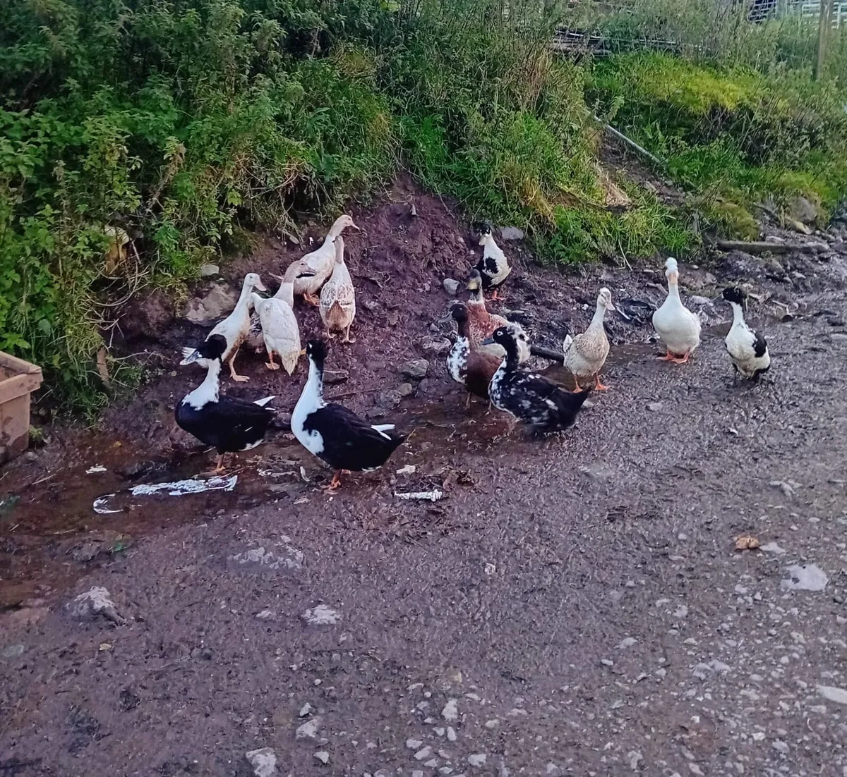 Ducks, bantam, turkeys - Image 2