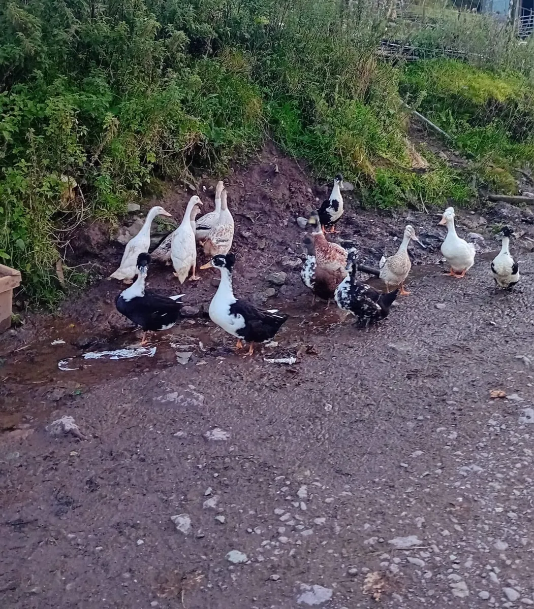 Ducks, bantam, turkeys - Image 3