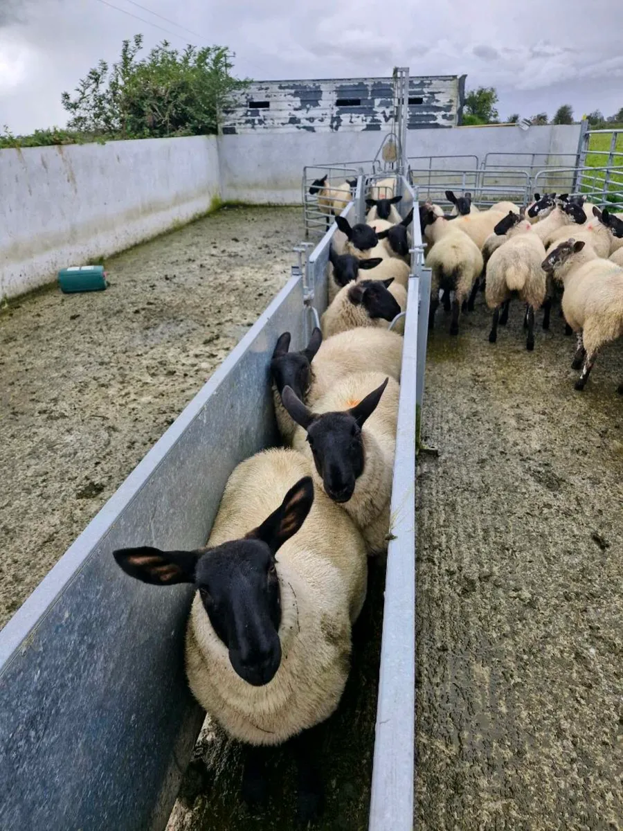 Suffolk  Ewe Lambs - Image 2