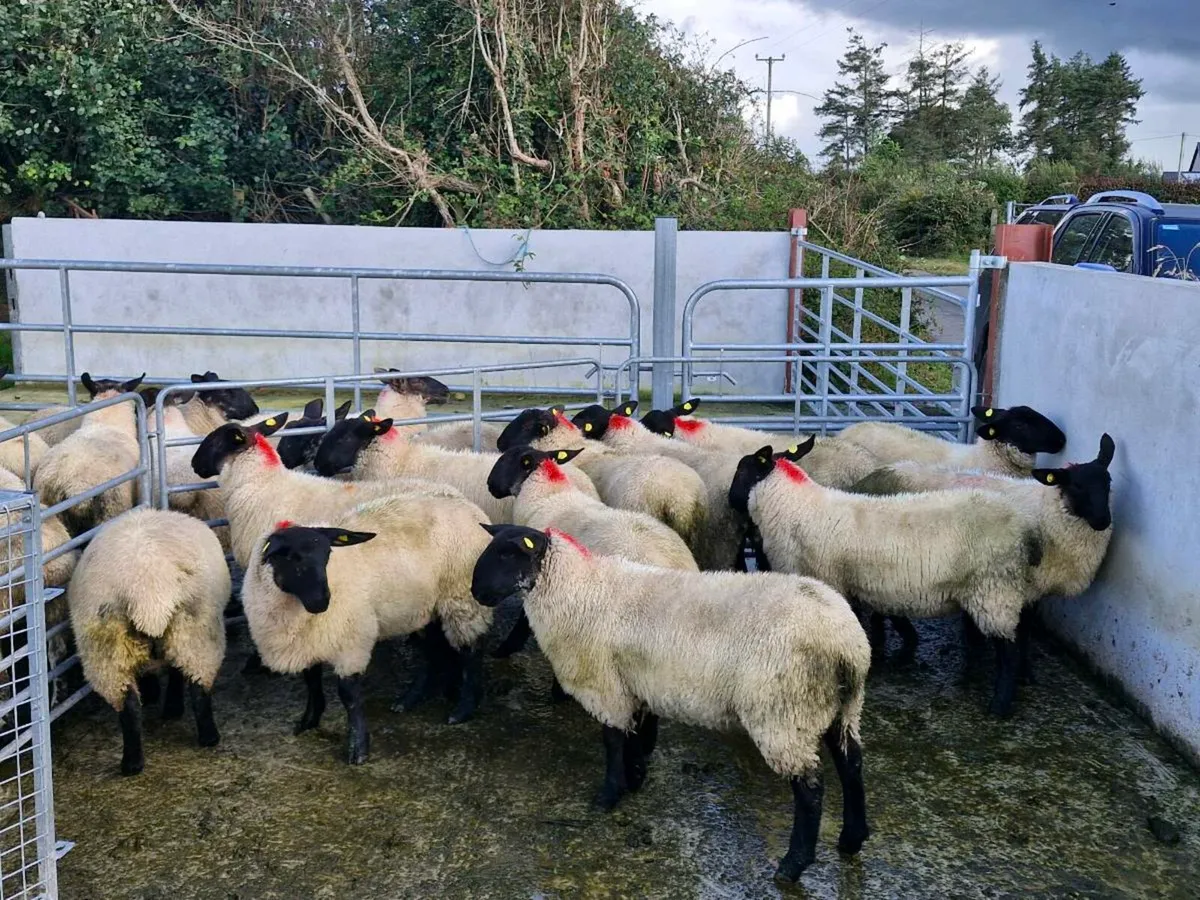 Suffolk  Ewe Lambs - Image 3