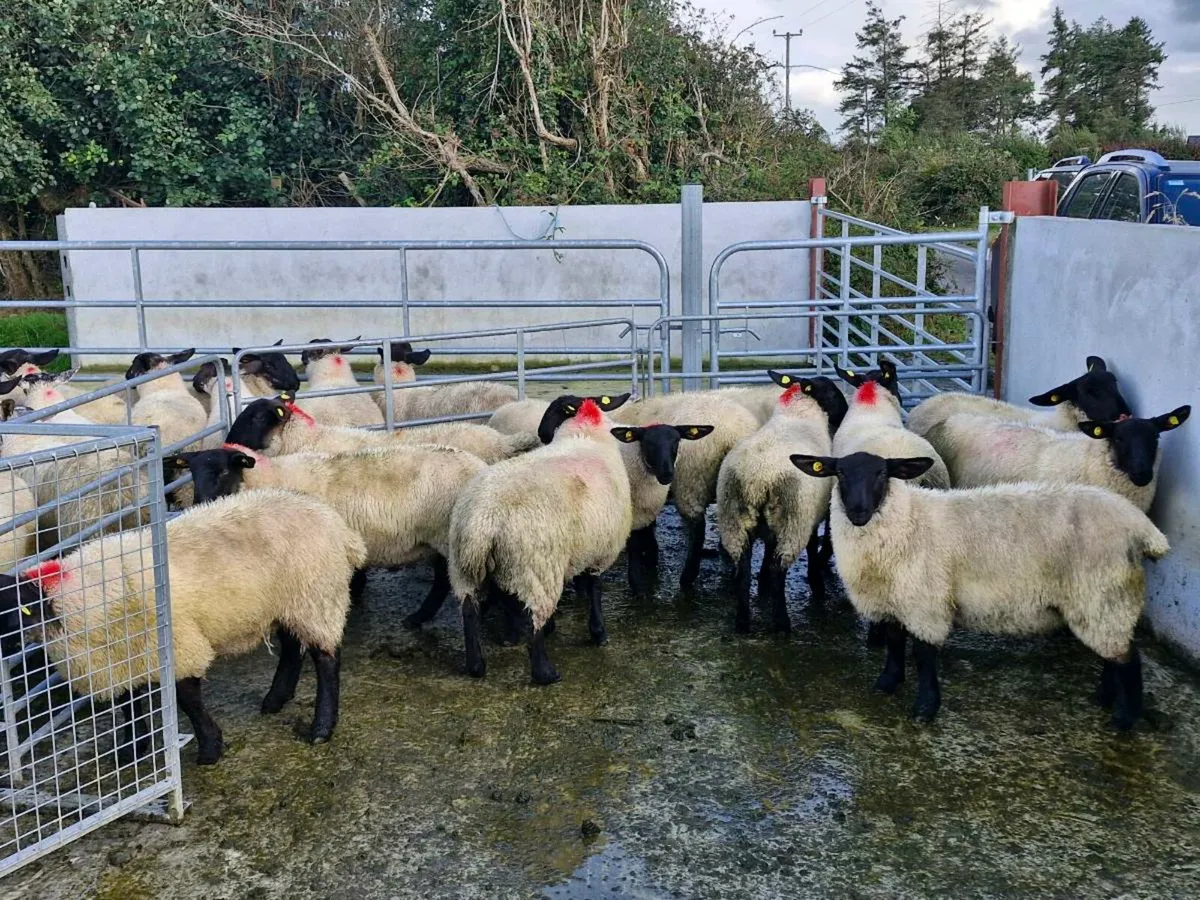 Suffolk  Ewe Lambs - Image 4
