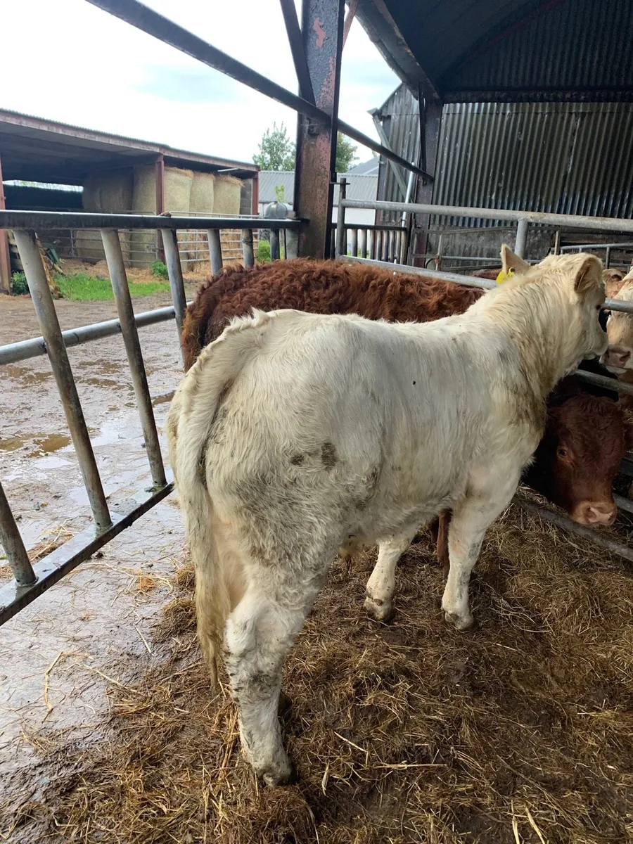 2 Super Quality LMX and CHX bullocks for sale - Image 2