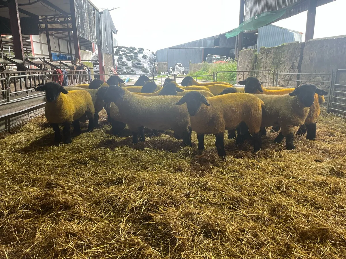 Suffolks rams - Image 2
