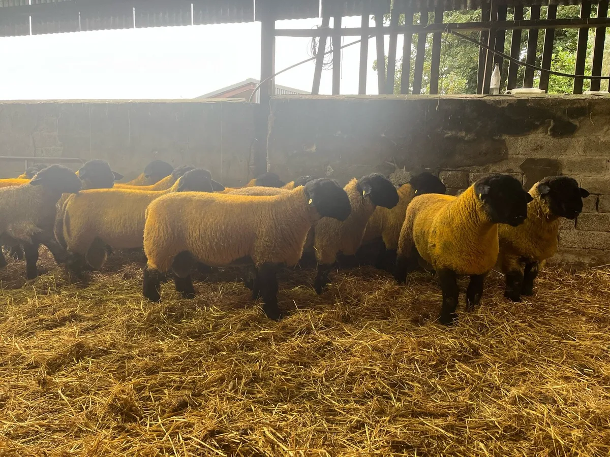 Suffolks rams - Image 3