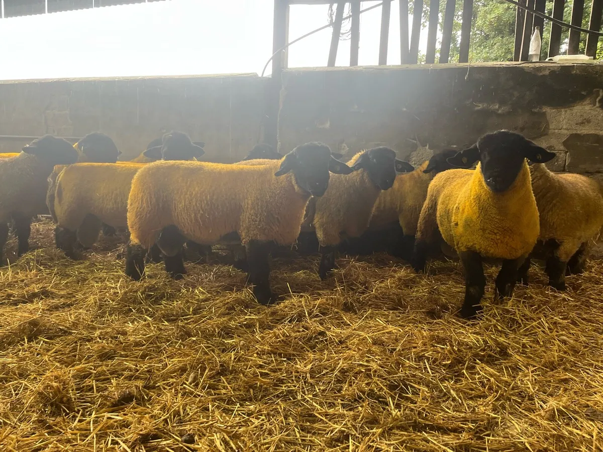 Suffolks rams - Image 4