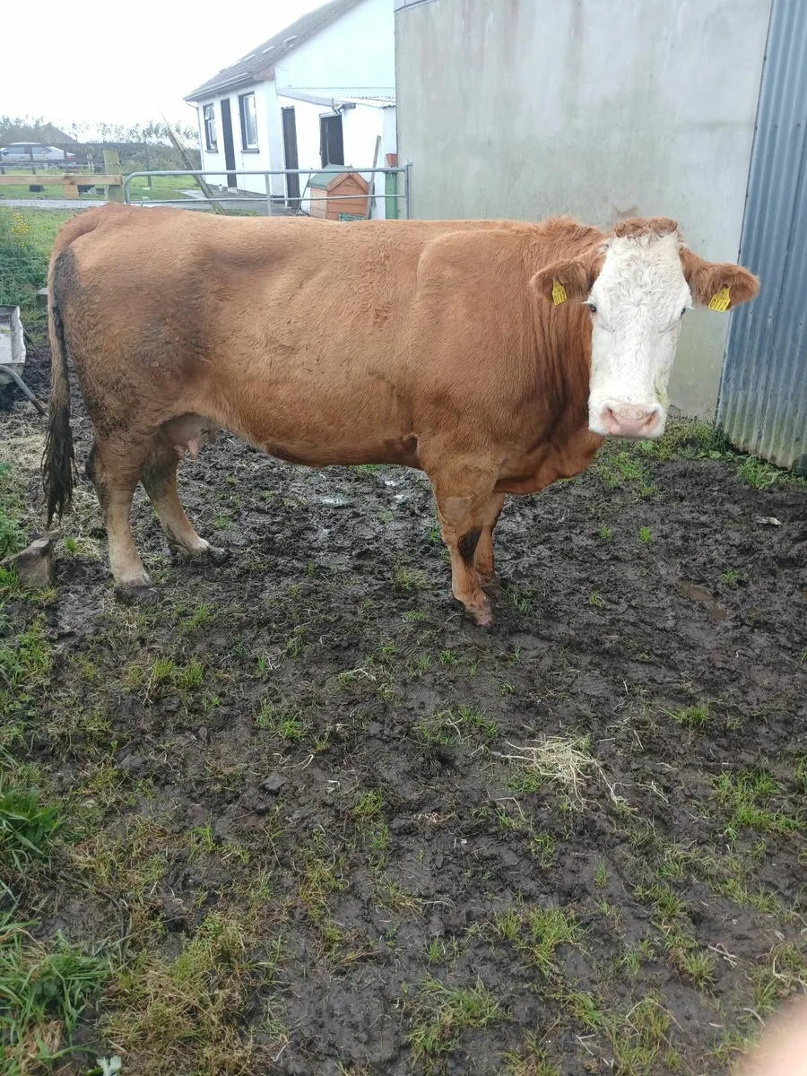 Dry Cows - Image 1